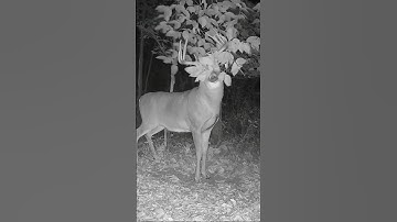 BIG Whitetail Buck Works Scrape #shorts #trailcamvideos #deervideos #deerhunting #trophybuck