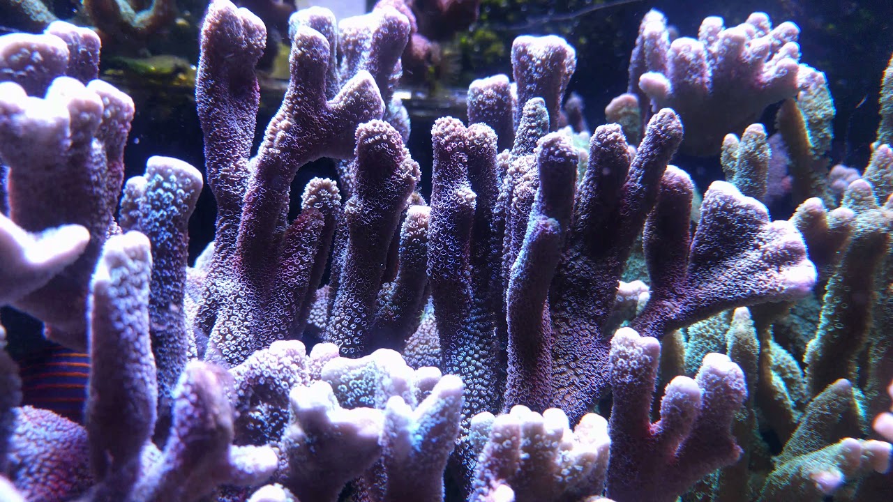 il mio acquario marino 100 litri in 4k al 31 ottobre 2017 - YouTube
