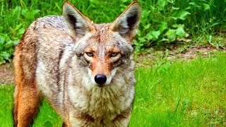Close up footage of coyotes in a scenic canyon los angeles,
california. i have encountered this small pack on few occasions,
sometimes togeth...