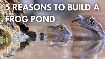 5 Reasons Why You Should Build a Frog Pond | Great Lakes Now