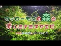 【ミナミヌマエビ】ウィローモスの森とミナミヌマエビ