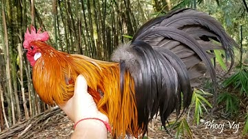 Tiny Little Bantam Phoenix Qaib Dib Tw Ntev