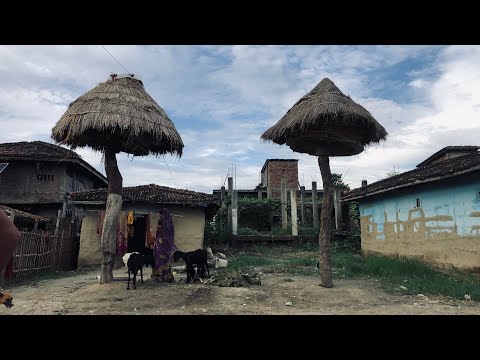 Video: Miere Nebună Din Nepal - Vedere Alternativă