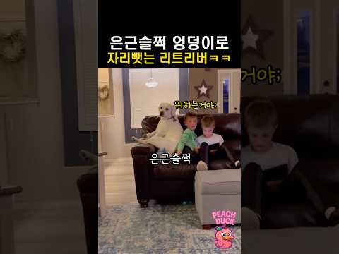 은근슬쩍 엉덩이로 자리뺏는 리트리버ㅋㅋ thumbnail