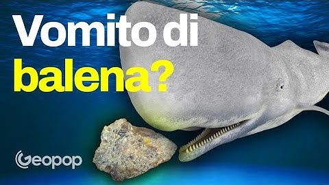 Esce dall'intestino dei capodogli e vale migliaia di euro: l'ambra grigia