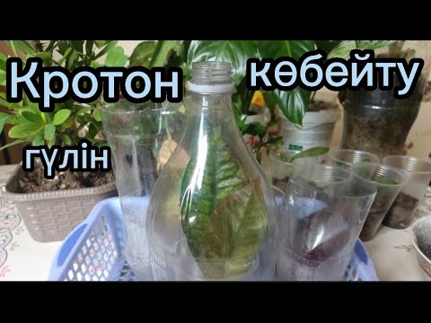 Бейне: Кротон өсіру: Кротон бөлме өсімдіктеріне күтім жасау