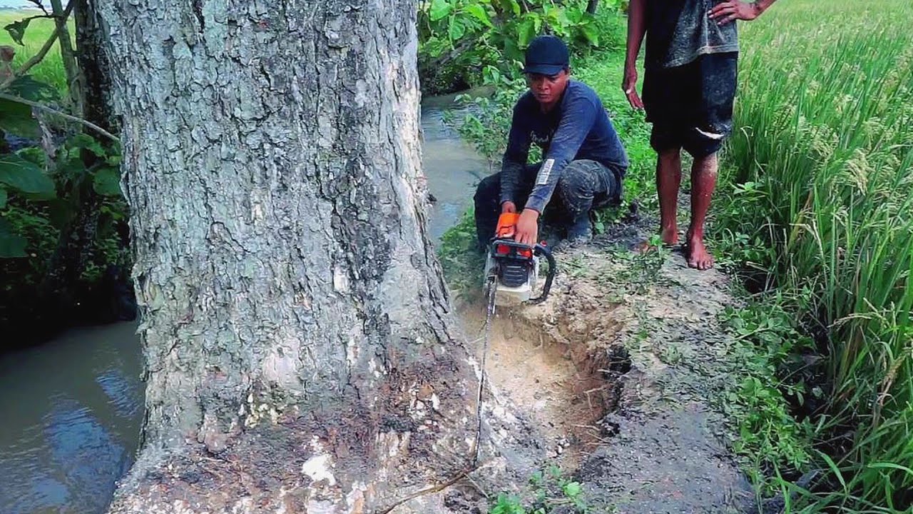 Cut down a trembesi tree between the river and rice groves - YouTube