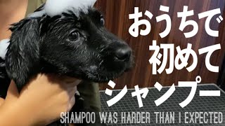 【子犬のシャンプー】黒ラブのお風呂デビュー！大人しくて可愛いすぎ！［ラブラドールレトリバー］