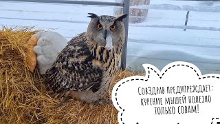 I treat the owl Yoll to a mouse. She is shy to eat on camera: no mukbangs!