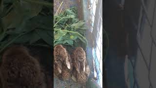 Baby bunny rabbits so cute ?