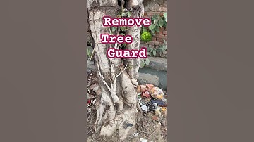 Simple way to remove tree guard from tree by using angle Grinder! #treeprotection #treemaintenance