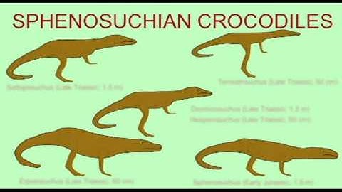 PL JOURNAL9: FOSSIL CROCODILES: TESTING THE EVOLUTION, CREATION, DESIGN MODELS