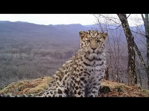 Video: El leopardo del Lejano Oriente es un gran felino al borde de la extinción