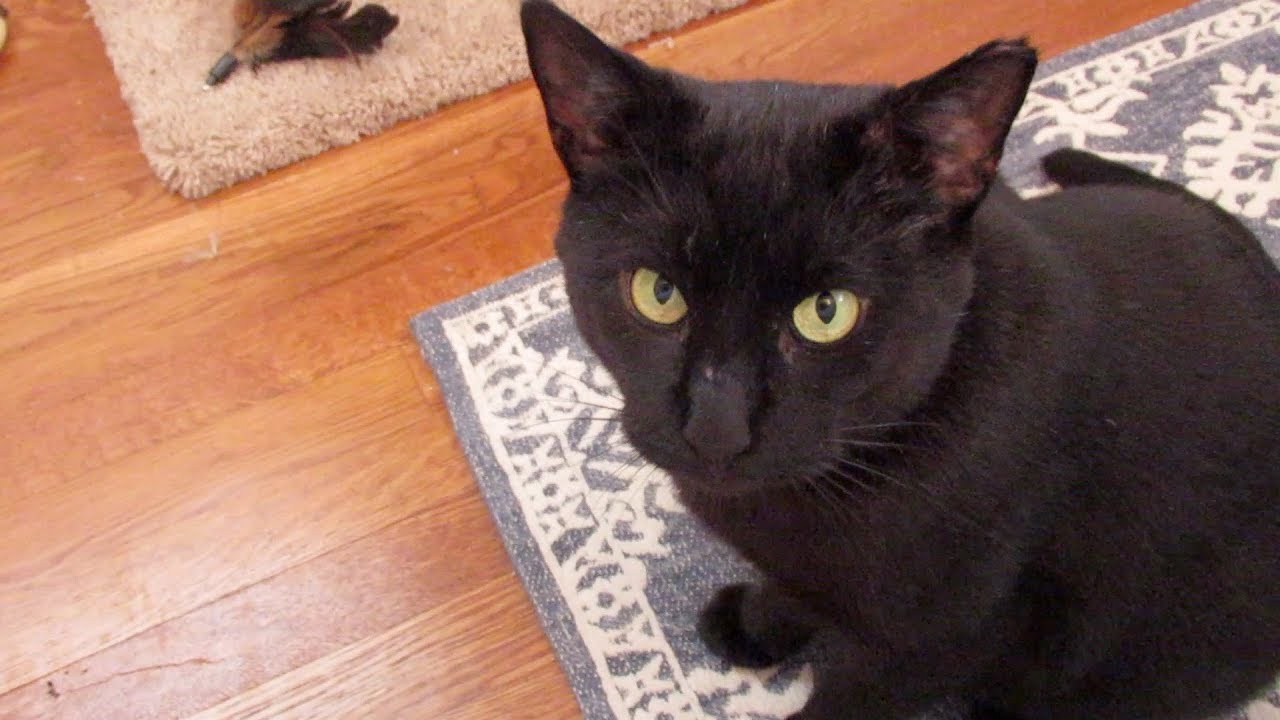 cute cats for sale Boo Day 311 - Boo Needs to Learn How To Be Gentle With The Other Cats - Training A Feral Cat