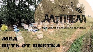 Мёд. Путь от цветка. Мёд. Путь от цветка.