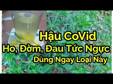 Bài Thuốc:Ngò Gai ( Mùi Tàu)+ Gừng trị Ho, có đờm, đau tức ngực, khó thở, chán ăn do Hậu CoVid -19.