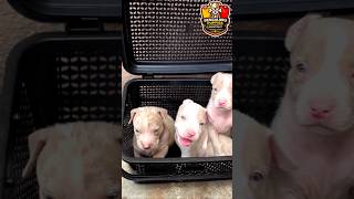 ♥️ಅಮೇರಿಕನ್ ಬುಲ್ಲಿ♥️ BENGALURU PUPPIES 🔥 #shorts