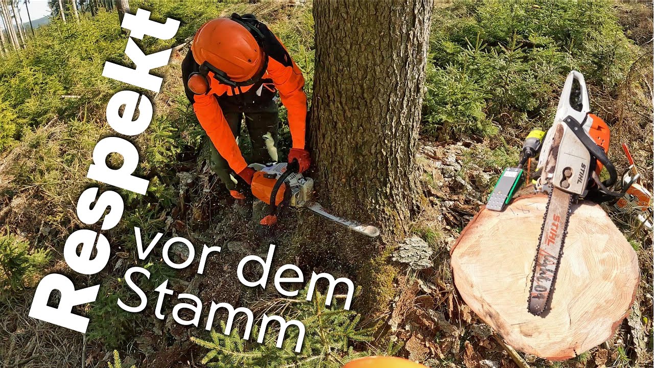 Dicke Fichten fällen !🌲Holzrücken dicker Fichten ! 