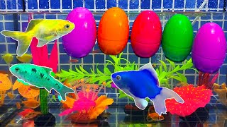 Surprise Eggs | Alien Planet Fish Surprise Frog, Neon Fish, Leopard fish, Goldfish