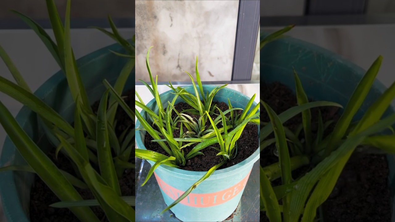 I planted in pots use soil have grow a lot of rhizomes and green leaves, I can keep them #plants