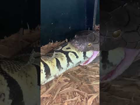 King Cobra Eats Python!!! #kingcobra #venomous #reptile #snake #ballpython