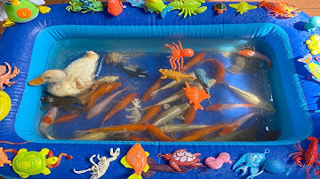 Kem Chanel và các bạn nhỏ bơm bể, đổ nước, thả cá vào bể bơi để nuôi: cá chép, cá rô, cua . Part 88