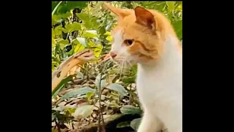 Реакция кошки на нападение змеи!