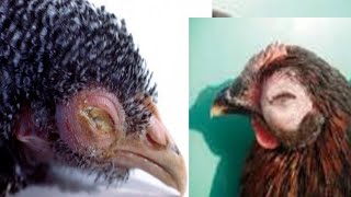 علاج الشخرة و انتفاخ العين عند الدجاج