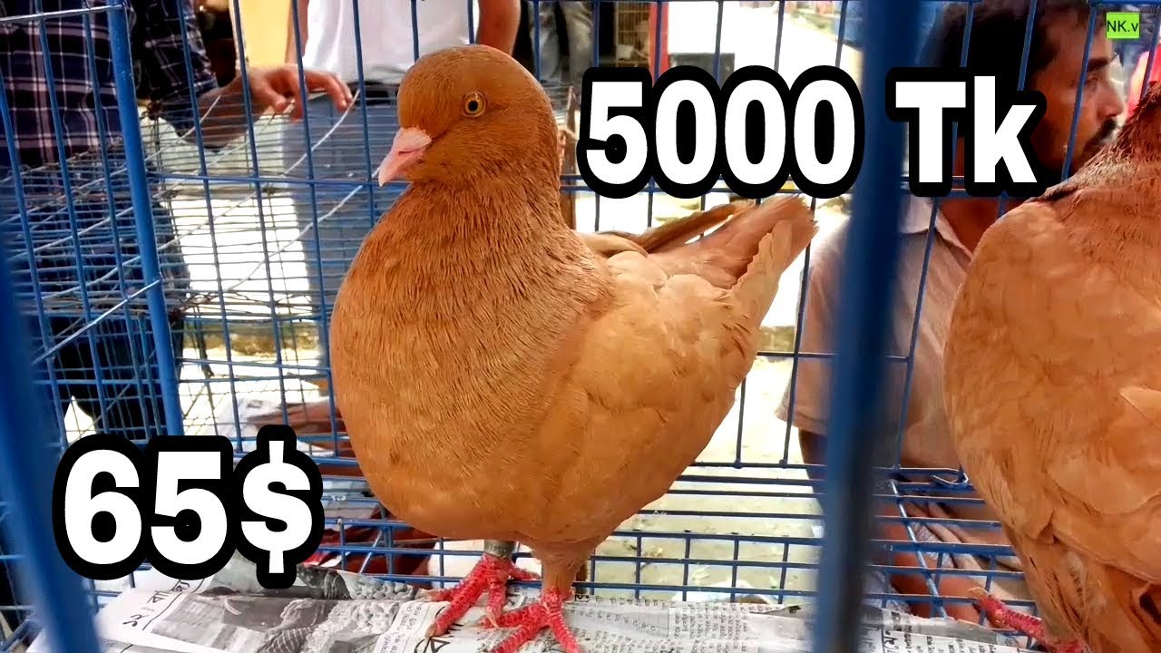 King Pigeon Price in Bird Market YouTube