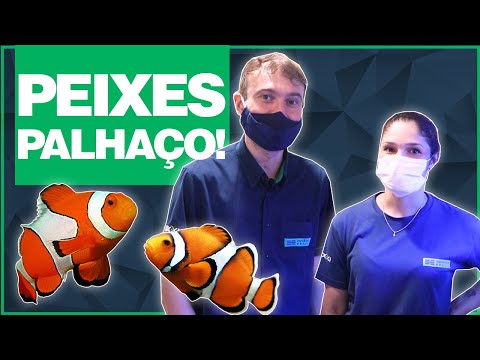 Vídeo: 6 Fatos Sobre O Peixe-palhaço