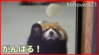 You can do it!　Red Panda cub 取れないよ〜！赤ちゃんレッサーパンダ
