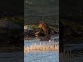 Grizzly finds a dead Bison at Boulder Lake in Yellowstone.