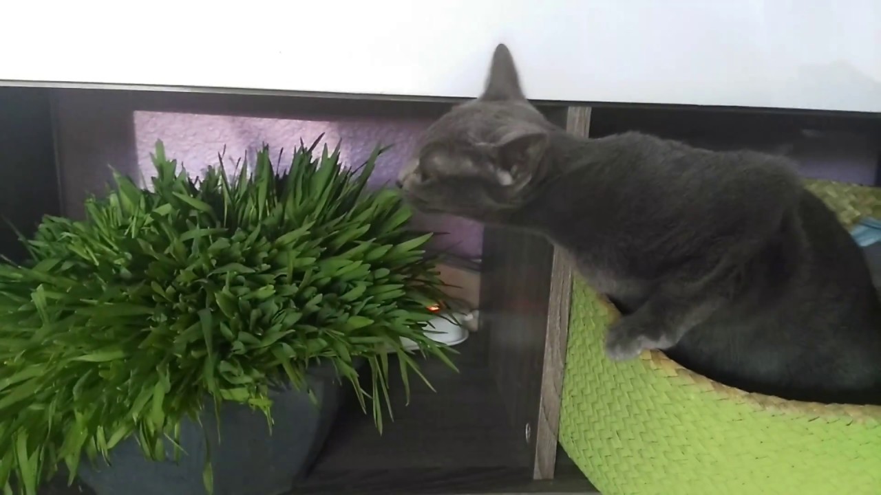 Herbe A Chat Pour Purger Votre Korat Adelaurie Elevage De Chats Korat Herbe A Chat Pour Purger Votre Korat Adelaurie Elevage De Chats Korat