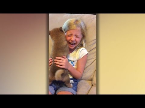 वीडियो: छोटी लड़की कुत्ते के जाने के बाद भगवान को पत्र भेजती है और अद्भुत प्रतिक्रिया देती है