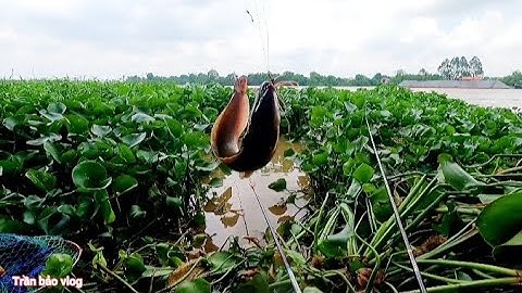 Mới dọn lục bình xong, cá quấn ổ liền, câu cá sông Đồng nai