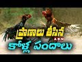 Police Raids On Cock Fighting Centers In Krishna district; 2 lost life