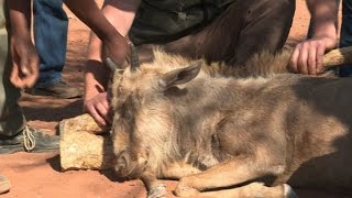 Afrique du Sud: l'élevage d'animaux sauvages, une industrie qui se transforme