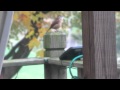 Carolina Wren Singing His Heart Out - At minute Two - Beautiful song & FOCUS :)