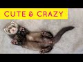 Cute  crazy funny ferret clip compilation