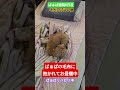 #トイプードル #シニア犬
