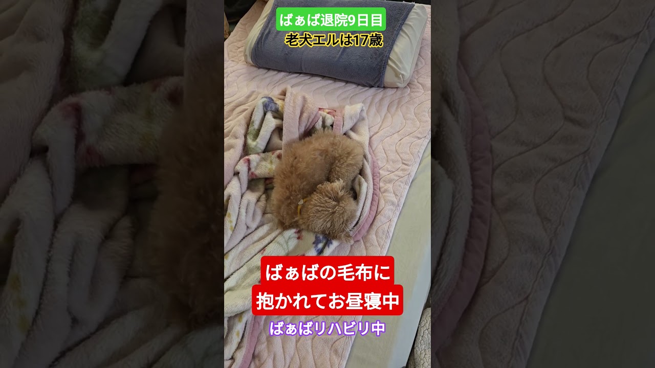 #トイプードル #シニア犬