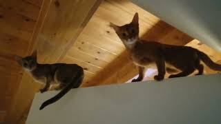 Curious and restless Abyssinian kittens//Любопытные и непоседливые абиссинские котята#funny#cute