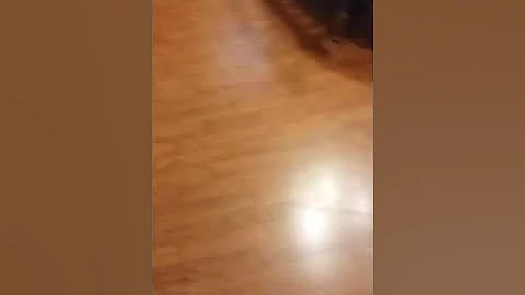 My crazy cat