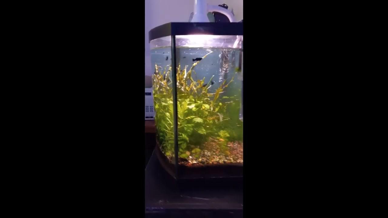 Yellow Lab + Snow White Mbuna Hybrid African Cichlid in Planted