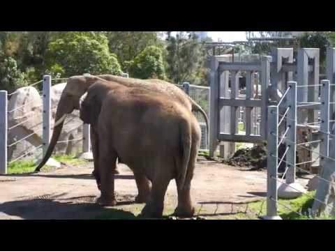 Video: Forskellen Mellem San Diego Zoo Og Toronto Zoo