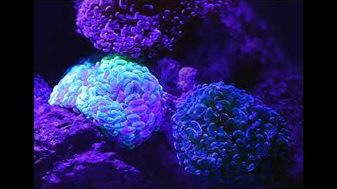 You can have an amazing memory audio book part-1