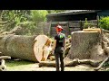 Amazing! Cutting Large Trees After Lightning Strike | Danger! Cut Down A Big Tree By The Roadside .