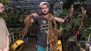 Amorphophallus reveal (Uncovering a GIANT)
