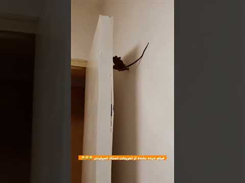 میم سم طنز لاکپشت لایک کامنت و سابسکراب یا مشترک شدن را لطفا بزنید عشقا