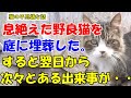 #60【猫の不思議な話】車にはねられ息絶えた野良猫を庭の隅に埋葬したところ、翌日から次々と不思議なことが起こりだした・・